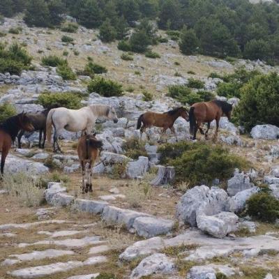 Makarska Riviera Tour Quad rent